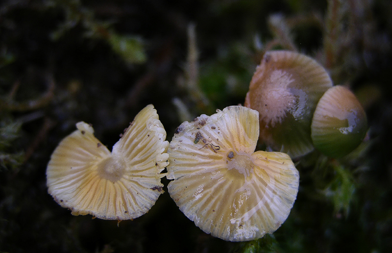 Hygrocybe psittacina.